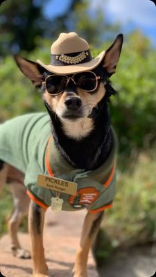 Instagram post by @pickles_houdini