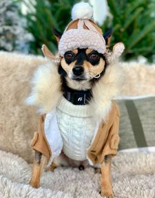 Instagram post by @pickles_houdini