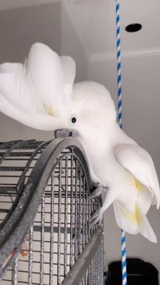 Instagram post by @picklesthecockatoo