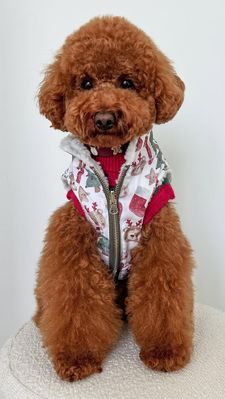 Instagram post by @pinot_toypoo