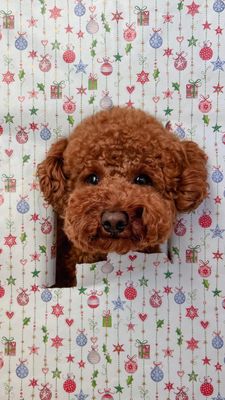 Instagram post by @pinot_toypoo