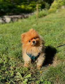 Instagram post by @pk_the_pom