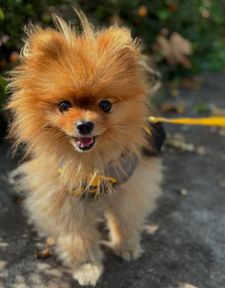 Instagram post by @pk_the_pom