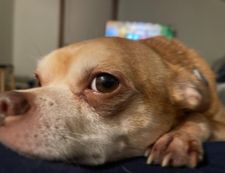 Instagram post by @prancerthechihuahua