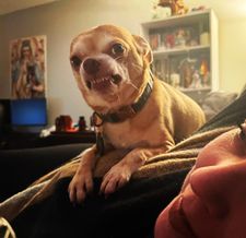 Instagram post by @prancerthechihuahua