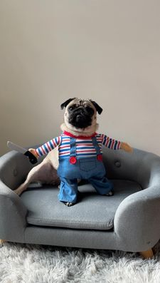 Instagram post by @puggpickles