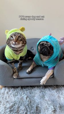 Instagram post by @puggpickles