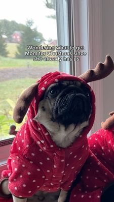 Instagram post by @puggpickles