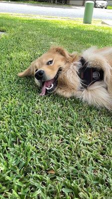 Instagram post by @puppy_grahams