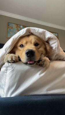 Instagram post by @puppy_grahams