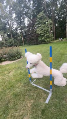 Instagram post by @rave_the_princess_and_her_star