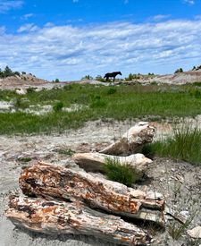 Instagram post by @renecizio