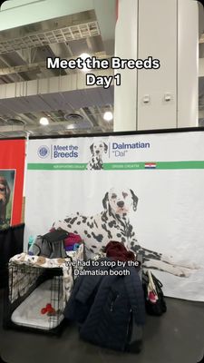 Instagram post by @ryderdalmatian