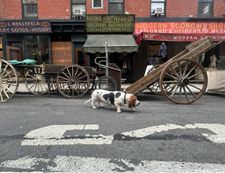 Instagram post by @sallylongdog