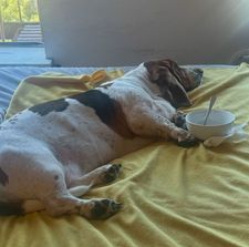 Instagram post by @sallylongdog