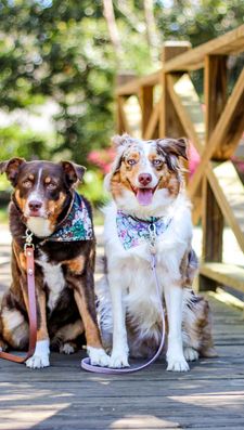 Instagram post by @samoalaska_aussies
