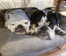 Instagram post by @sir.meatball