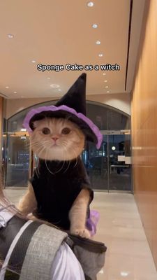 Instagram post by @spongecake_thescottishfold