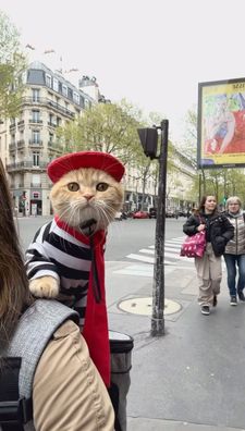 Instagram post by @spongecake_thescottishfold