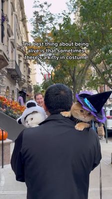 Instagram post by @spongecake_thescottishfold