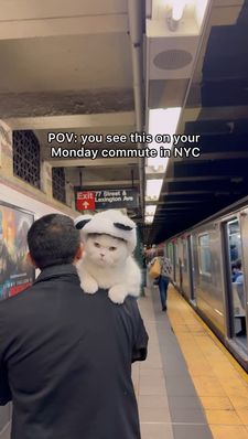 Instagram post by @spongecake_thescottishfold