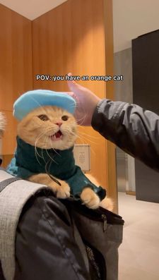 Instagram post by @spongecake_thescottishfold