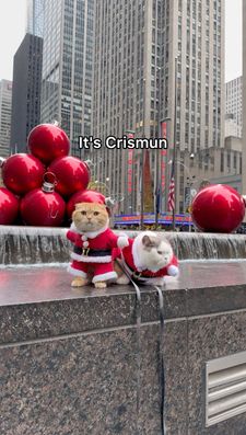 Instagram post by @spongecake_thescottishfold