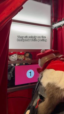 Instagram post by @spongecake_thescottishfold