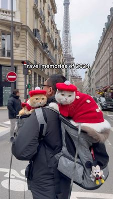 Instagram post by @spongecake_thescottishfold