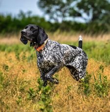 Instagram post by @standingstonekennels