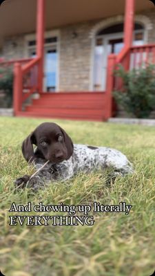 Instagram post by @standingstonekennels
