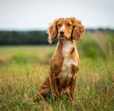 Instagram post by @standingstonekennels