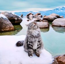 Instagram post by @sterlingsilvercat