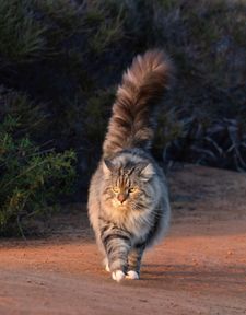 Instagram post by @sterlingsilvercat