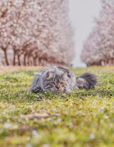 Instagram post by @sterlingsilvercat