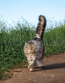 Instagram post by @sterlingsilvercat