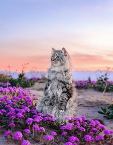 Instagram post by @sterlingsilvercat