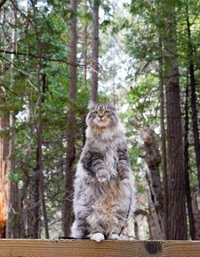 Instagram post by @sterlingsilvercat