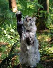 Instagram post by @sterlingsilvercat