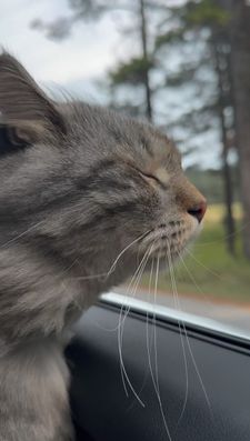 Instagram post by @sterlingsilvercat