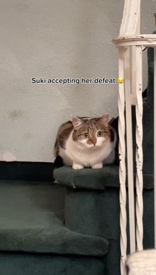 Instagram post by @suki_purrs