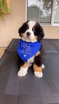 Instagram post by @sumotheberner