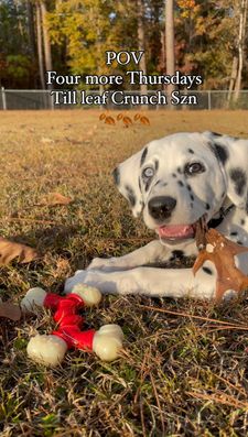 Instagram post by @talas_is_king