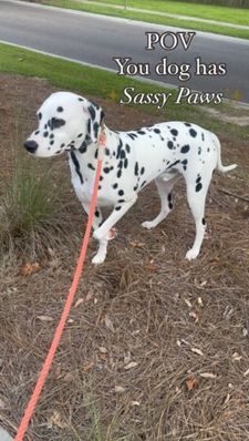 Instagram post by @talas_is_king