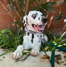 Instagram post by @talas_is_king