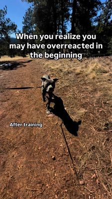 Instagram post by @thecitycollies