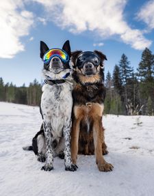 Instagram post by @thecitycollies