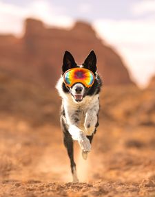 Instagram post by @thecitycollies