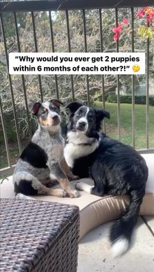 Instagram post by @thelifeofbellaandarchie