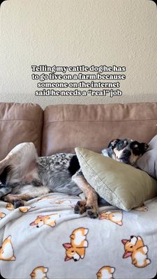 Instagram post by @thelifeofbellaandarchie